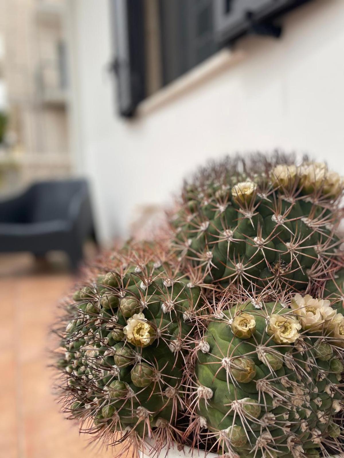 Villa Rosa Dei Venti Polignano a Mare Esterno foto